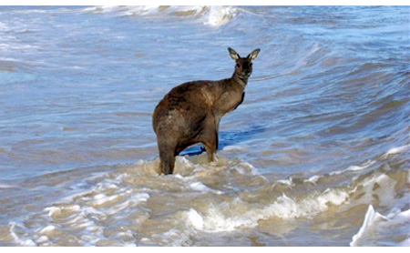 Kangaroo Surfing
