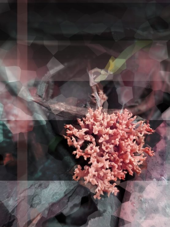 Fungal Coral