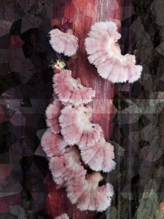 Fungi from above