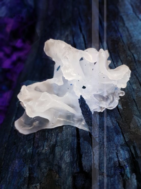 Jelly Fungi