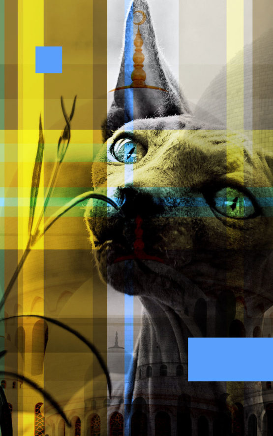 Cat Dark