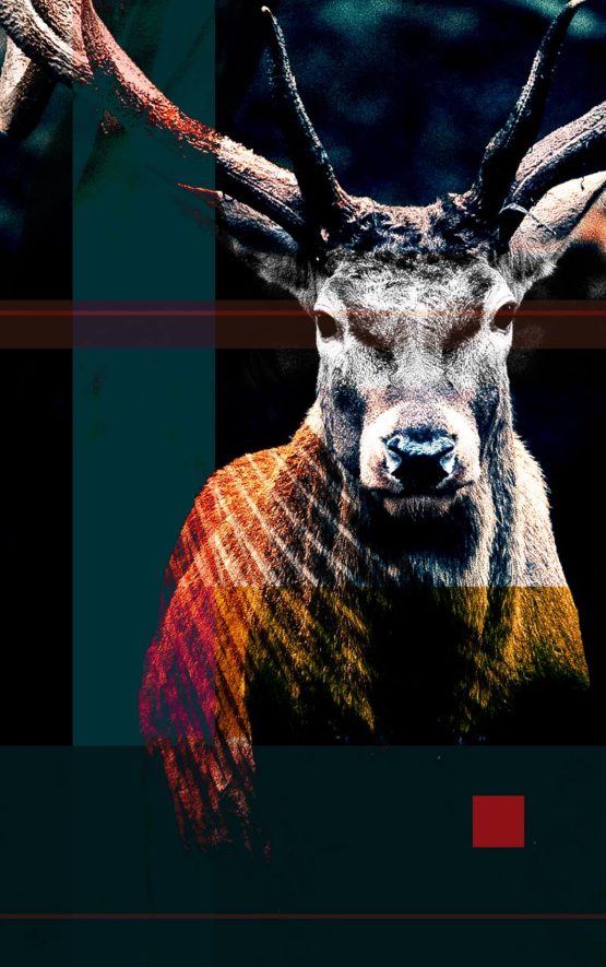 Elk Dark