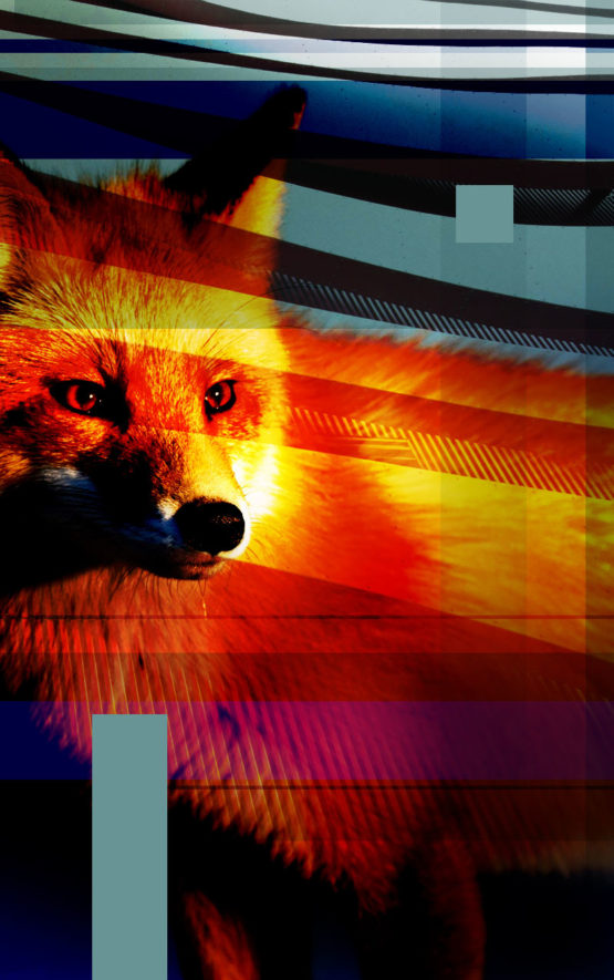 Fox Dark