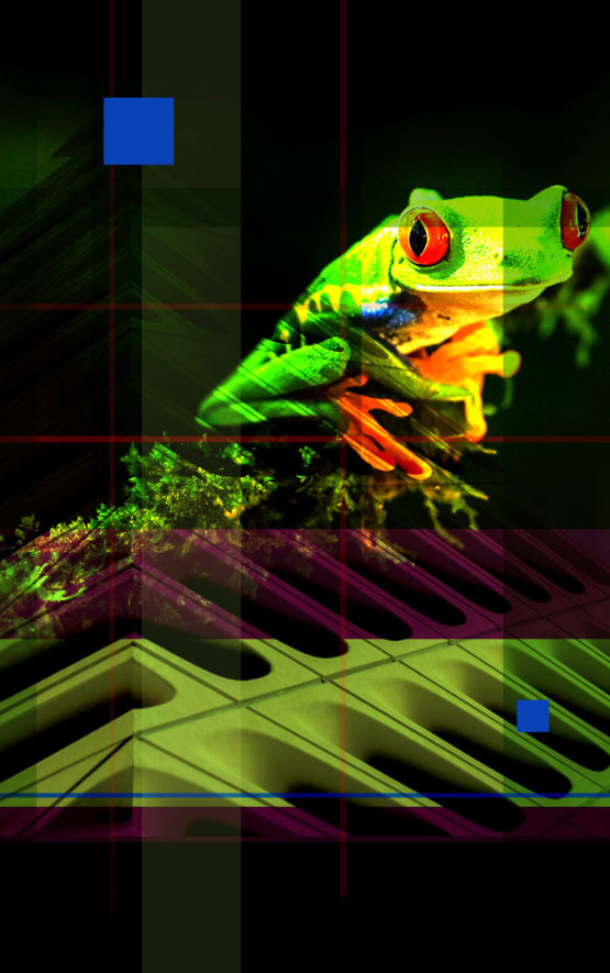 Frog Dark
