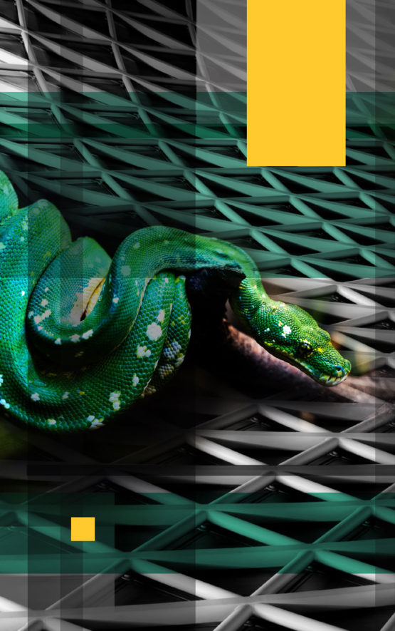 Snake Dark